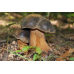 Мицелий Белого гриба темно-бронзового (Boletus aereus)